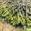 Dead man's Fingers - sea weed