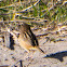 Zitting Cisticola