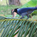 Violaceous Jay