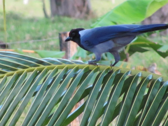 Spotting Image 1