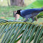 Violaceous Jay