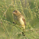 Double-collared Seedeater - female
