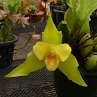Lycaste orchid