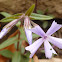 Wild Blue Phlox
