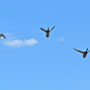 Mallard (males)