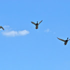 Mallard (males)