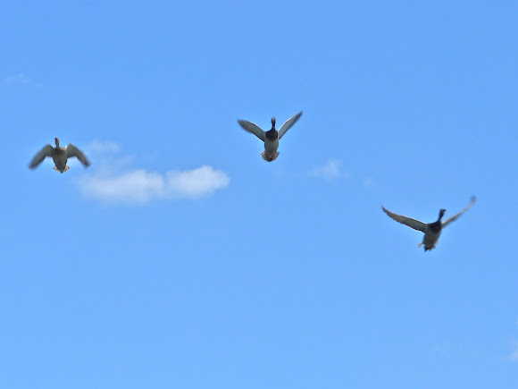 Spotting Image 1