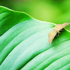 geometer moth