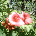 Trumpet Flower