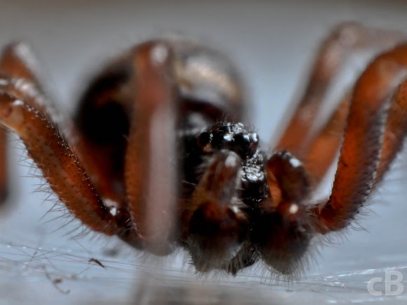 Spotting Image 1