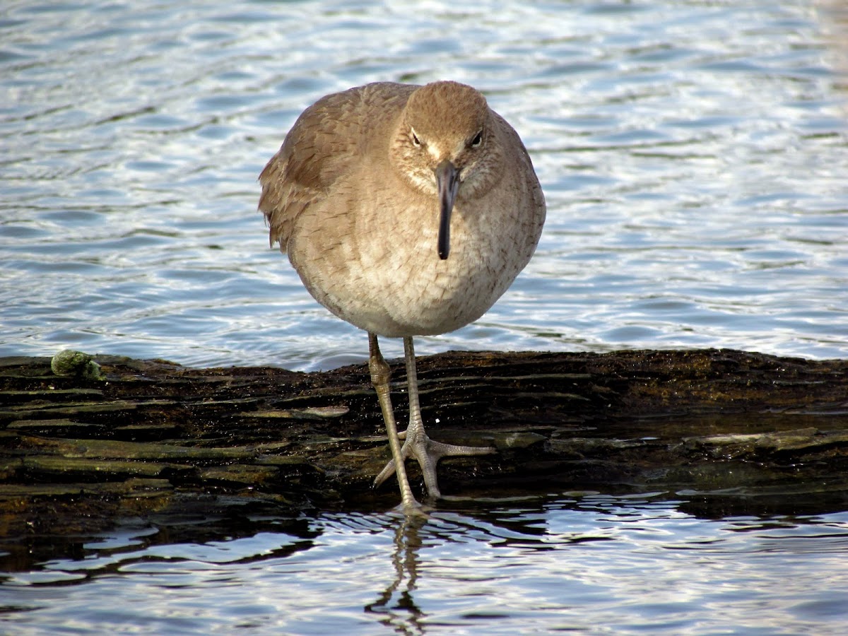 Willet (breeding)