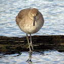 Willet (breeding)