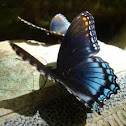 Red Spotted Purple Butterfly