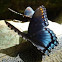 Red Spotted Purple Butterfly
