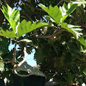 'Ulu, breadfruit