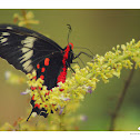 Common Rose Male
