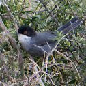 Sardinian Warbler