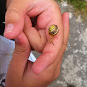 Snail