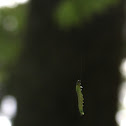 Polyphemus moth caterpillar