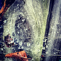 Spider Web