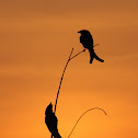 Fork-tailed Drongo