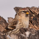 Common Redpoll