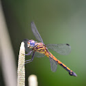 Libelula (nombre  común en Costa Rica)