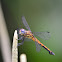 Libelula (nombre  común en Costa Rica)