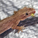 Common House Gecko