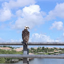 Osprey