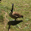 Canadian goose