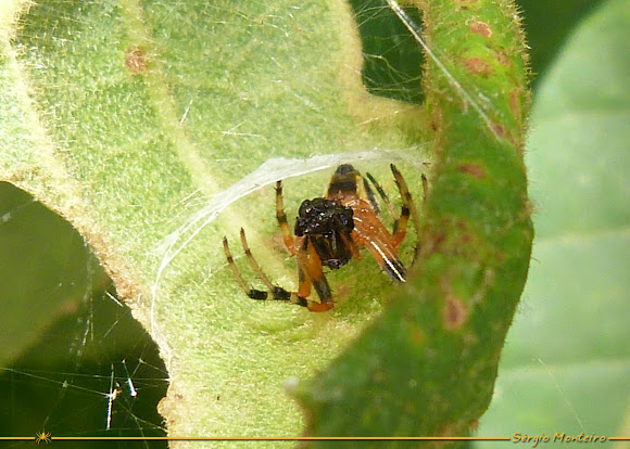 Spotting Image 1