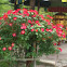 Rambling antique rose