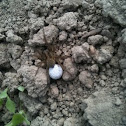 Wolf spider