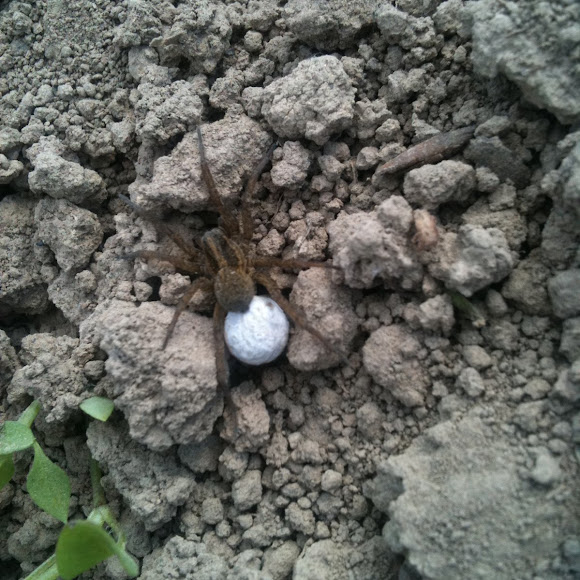 Spotting Image 1