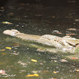 Parque Zoologico Arlen Siu