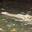American Crocodile