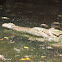 American Crocodile