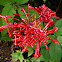 Flama escarlata, odontonema