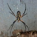 Garden Spider