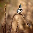 Belted Kingfisher