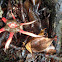 Anemone Stinkhorn