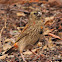 Southern Red Bishop