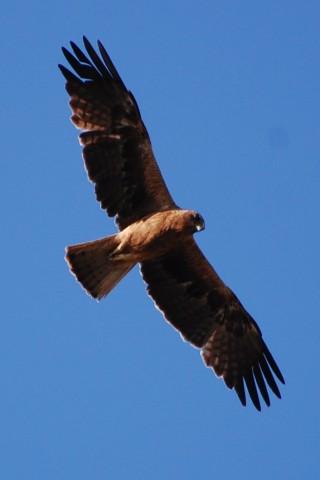 Birdwatch Alpujarras