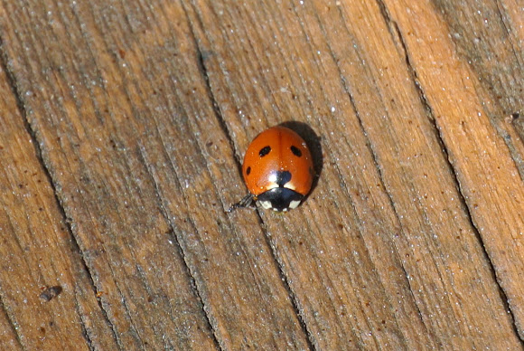Spotting Image 1