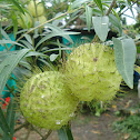 Milkweed