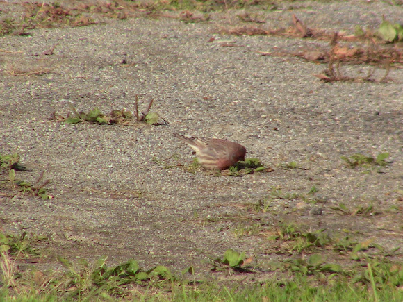 Spotting Image 1