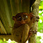 Tarsier