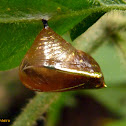 Filigrana/Watermark butterfly chrysalis