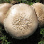 Meadow Mushroom